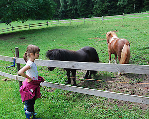 Ponys auf dem Bauernhof im Bayerischen Wald